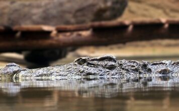 Jakie są zasady w tenisie?