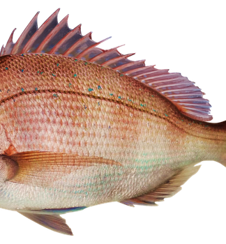 Jak nęcić duże leszcze?