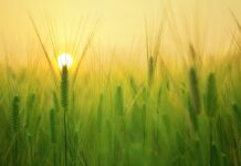 Czy pszenica jest dobra dla gołębi?