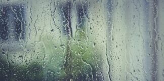 Co podawać gołębiom przed parowaniem?