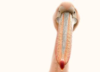 Czym malować śnieżynki na paznokciach?