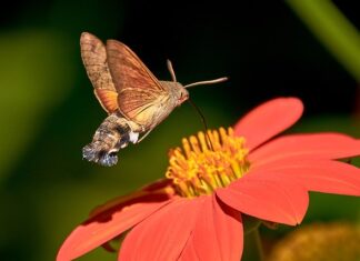Ile karmy podawać na gołębia?