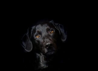 Dlaczego hybryda pęka z boku?