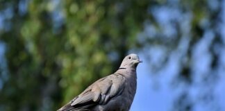 Jaka kasza dla gołębi?