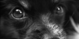 Czy brodawka i kurzajka to to samo?