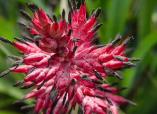 Czy wazelina i parafina to to samo?