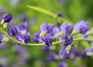 Czy Indigo to dobra firma?