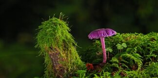 Jak zmyć farbę fluorescencyjną z ubrań?