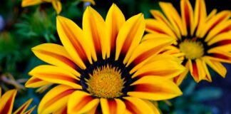 Z jakiej firmy zestaw do hybryd?