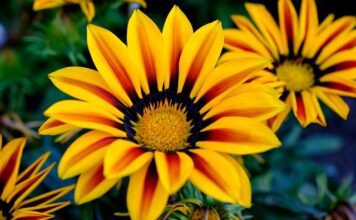 Z jakiej firmy zestaw do hybryd?