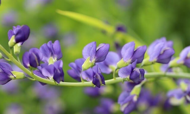 Czy baza Indigo uczula?