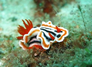 Co to znaczy Slugging?