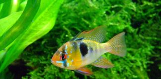 Czy warto kupić Pielęgnica do włosów? Czy warto kupić Pielęgnica do włosów?