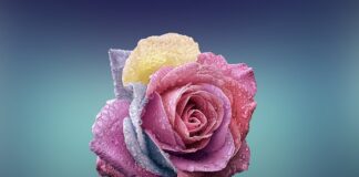 Jak wyznać miłość teksty?