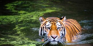 Jaki łuk na polowanie?